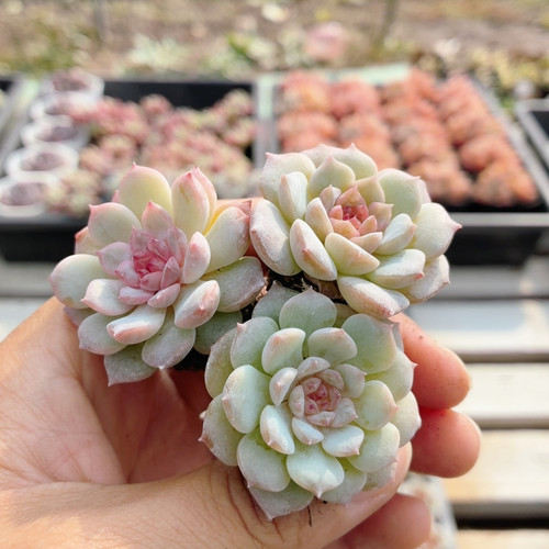 糖心珍妮  稀有多肉植物阳台办公室内高颜值植物花卉盆栽（20包邮