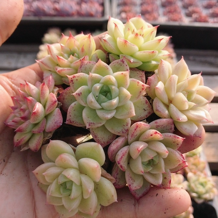 外翻叶麦秆  多肉植物易活阳台绿植花卉高颜值稀有盆栽（20包邮）