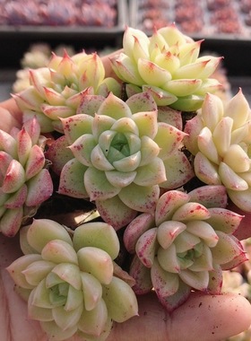 外翻叶麦秆  多肉植物易活阳台绿植花卉高颜值稀有盆栽（20包邮）