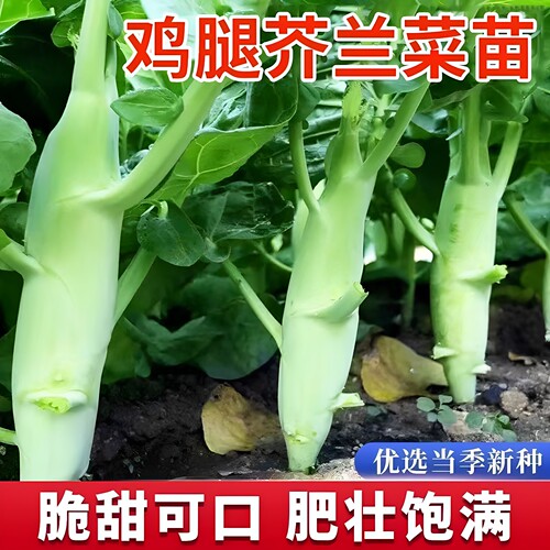 鸡腿芥兰西兰花菜秧苗大白菜苗