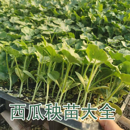 西瓜秧苗四季家庭种植易活穴盘苗