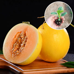 黄金蜜甜瓜种苗黄金道种子羊角蜜水果甜宝绿宝石冰糖子白香瓜秧苗