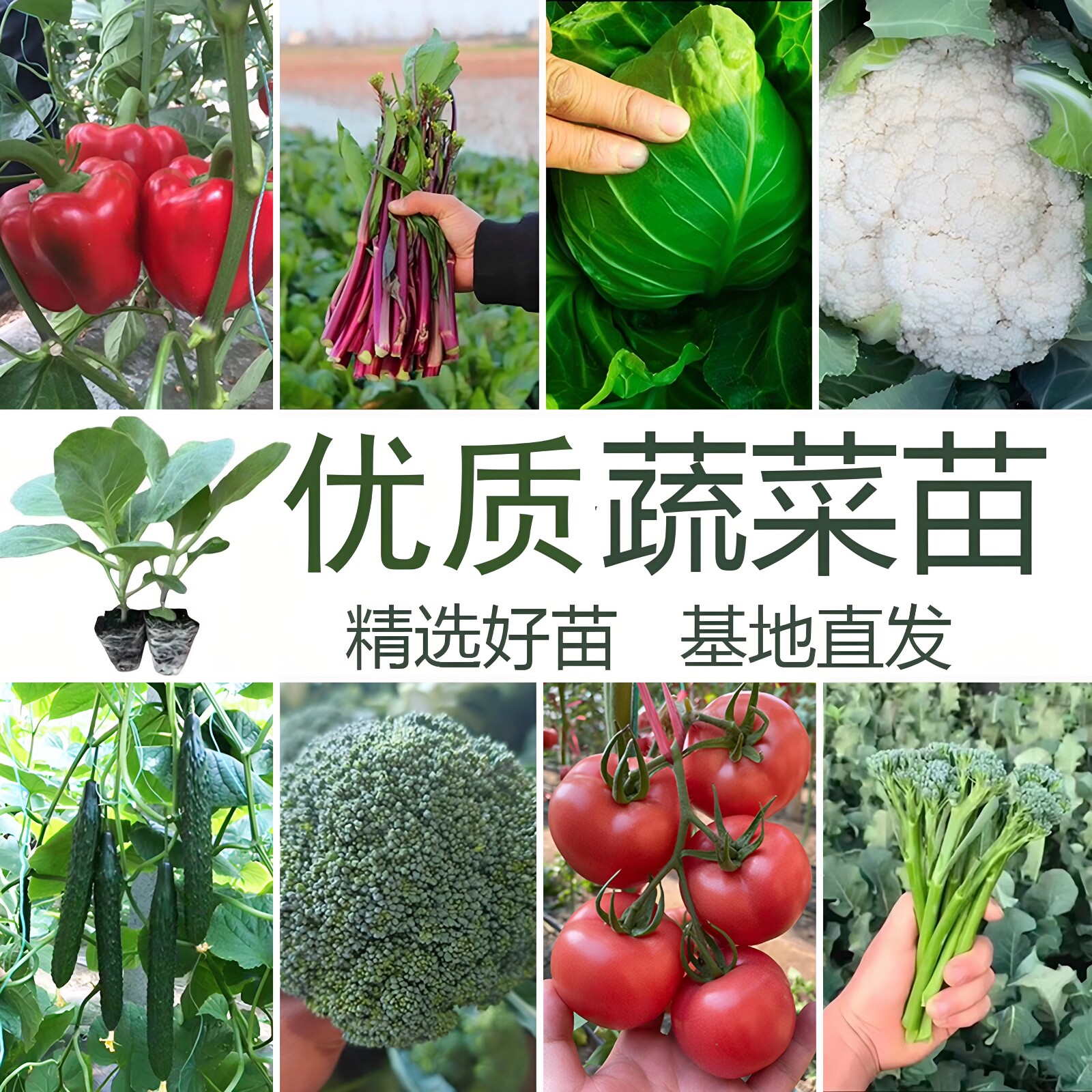 西兰花苔大白菜苔秋冬带土秧苗图片