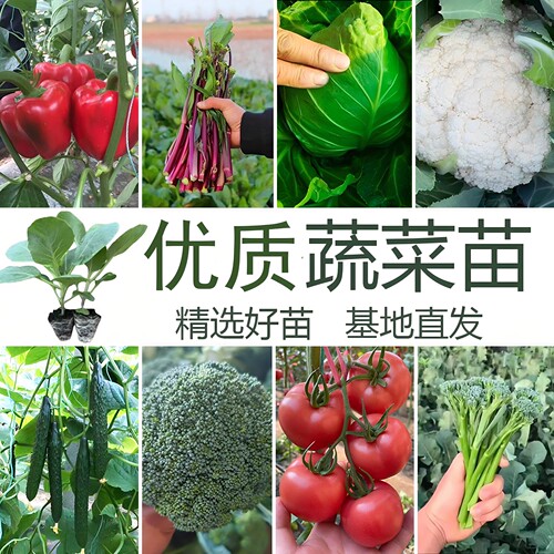 西兰花苔大白菜苔秋冬带土秧苗