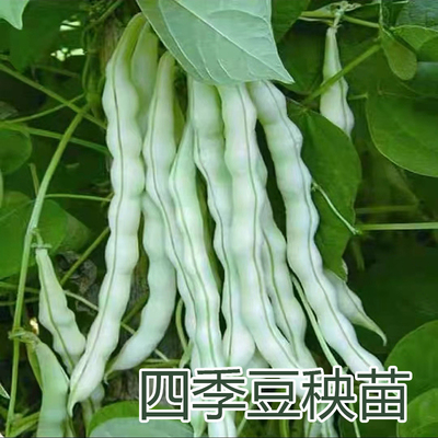 四季种植秧苗豆角穴盘苗