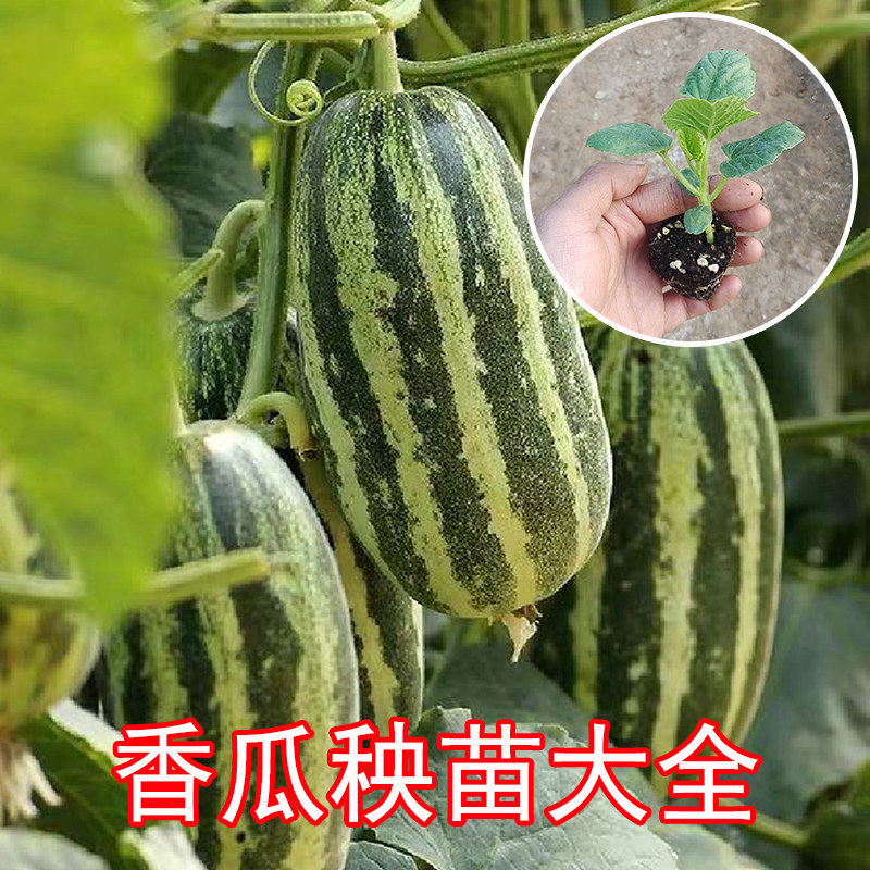 冰糖子甜瓜种苗羊角蜜黄金道小酥瓜甜宝绿宝石种子水果白香瓜秧苗