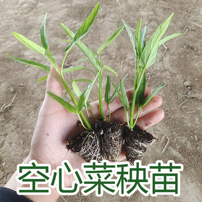 四季种植空心菜秧苗带土发货