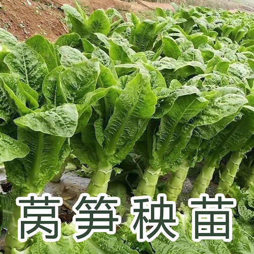 四季紫皮青皮绿肉红叶莴笋秧苗