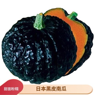 日本南瓜秧苗孑绿贝贝四季红绿栗奶油蜜本金丝搅瓜甜小板栗南瓜苗