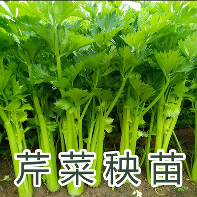 芹菜西兰花菜秧苗大白菜苗
