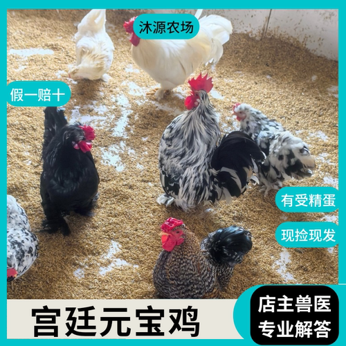 【沐源农场】纯种宫廷元宝鸡蛋青年小体型宠物鸡蛋观赏鸡