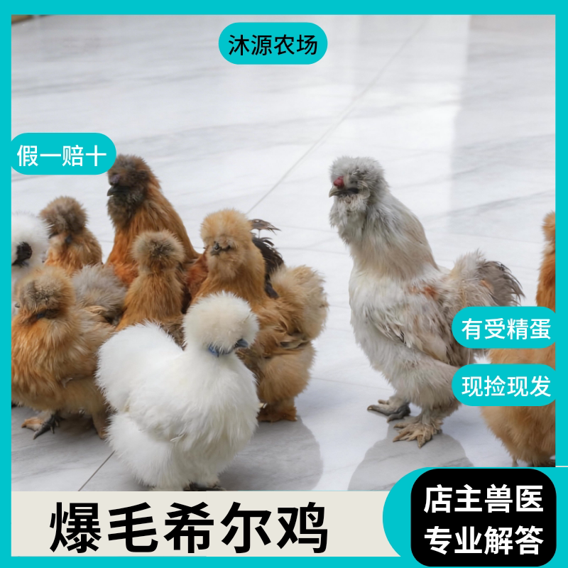 【沐源农场】观赏鸡鸡蛋进口希尔鸡蛋长绒毛宠物鸡