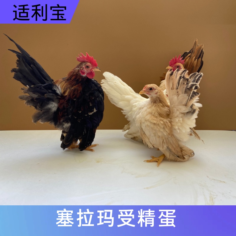 塞拉玛观赏鸡马来西亚玲珑鸡矮脚鸡小体宠物鸡受精种蛋进口纯种-封面