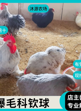 【沐源农场】欧血科钦球哥伦比亚白色观赏鸡球鸡宠物鸡蛋
