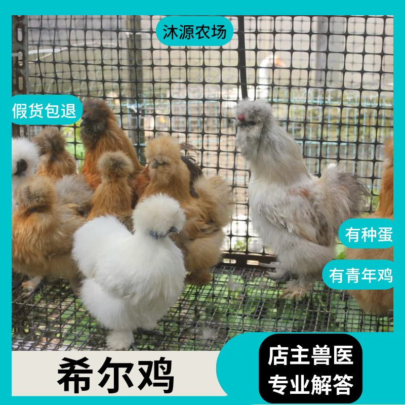 希尔宠物鸡种蛋进口一代希尔观赏鸡孵化种蛋包受精率毛绒长不大鸡,宠物/宠物食品及用品,鸟,淘宝优惠券,粉丝福利购,淘宝优惠卷