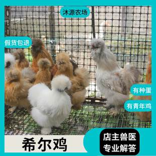 希尔宠物鸡种蛋进口一代希尔观赏鸡孵化种蛋包受精率毛绒长不大鸡