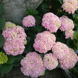 进口庭院耐寒绿植花卉 大花八仙绣球花苗 魔幻海洋 阳台盆栽植物