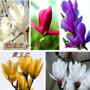 直销紫玉兰 白玉兰 黄玉兰 二乔玉兰树苗 广玉玉兰苗木玉兰花苗