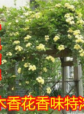 庭院攀援爬藤植物蔷薇木香花苗
