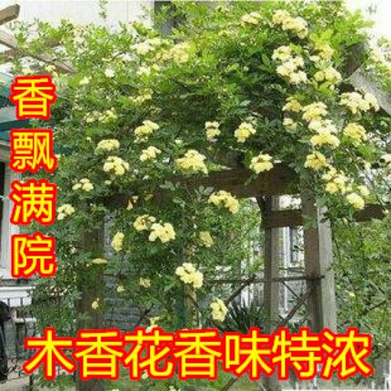 庭院阳台攀援爬藤植物花卉七里香十里香 蔷薇木香花苗 香味浓木香