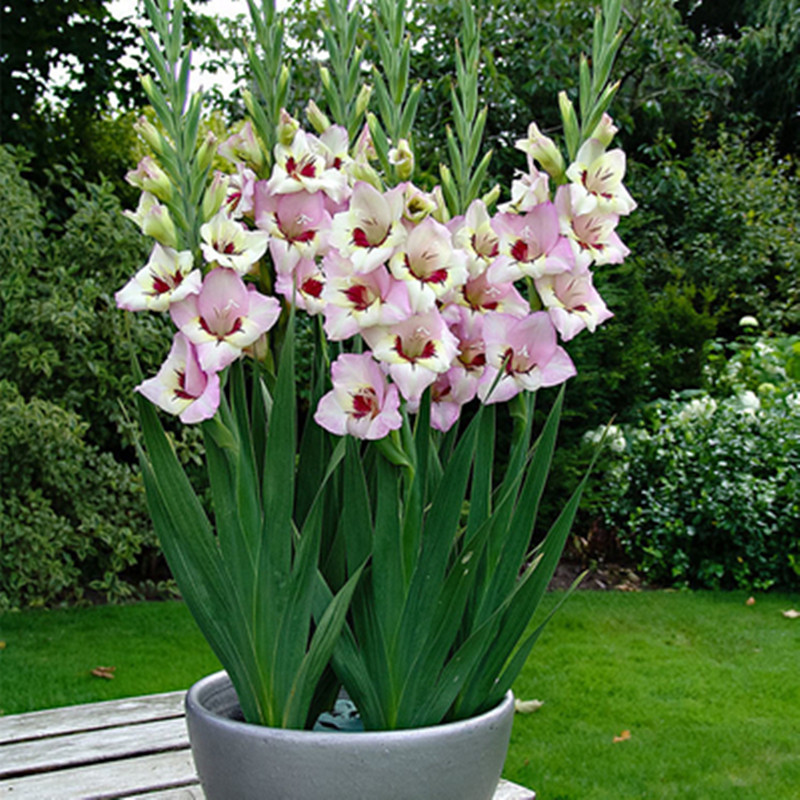 进口剑兰种球唐菖蒲种子庭院美化