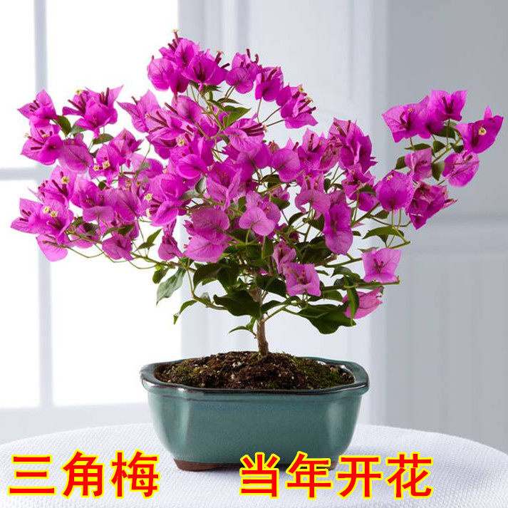 三角梅室内盆栽爬藤花卉攀援植物大苗重瓣大苗颜色多样包邮包成活