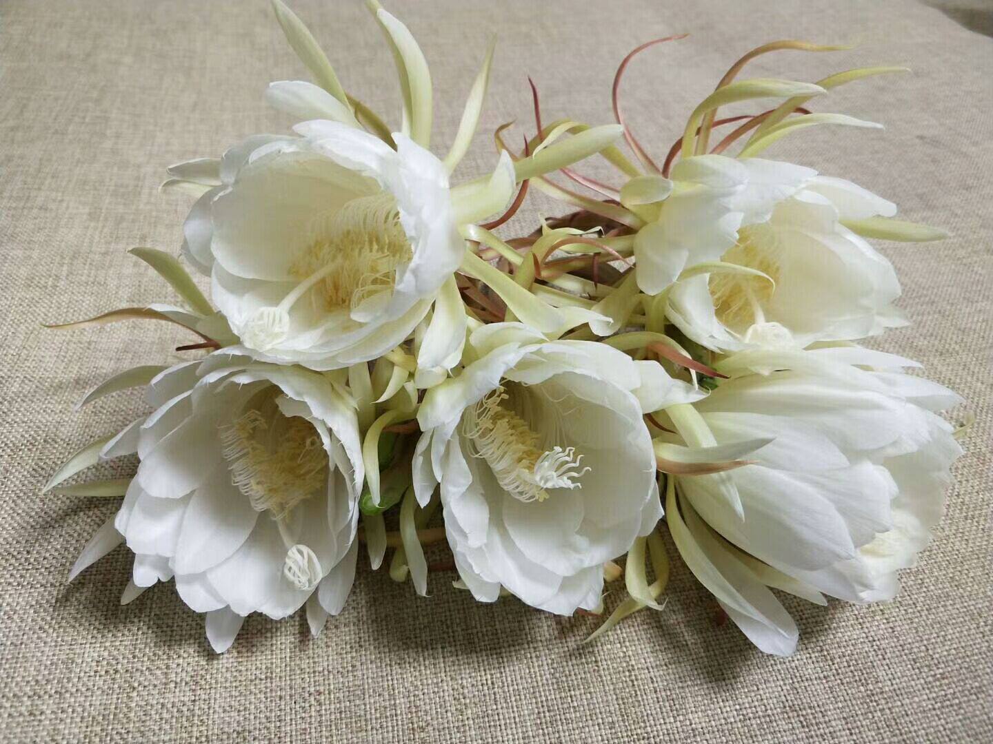 Short-lived flowers and plants Flower Botany Green plant Potted plant Strong fragrance Then Bloom Seedlings balcony Flowers and herbsin the Flower delivery/Flowers simulation/Plants gardening , Flowers/Potted plants (New) , Flowers  category - from Buy2taobao.com to provide professional Taobao agent buy service