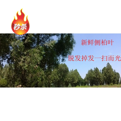 生发乌发黑发野生侧柏鲜叶干叶