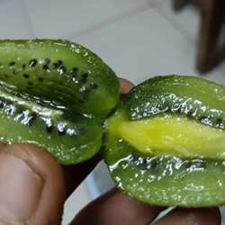 神龙架野生猕猴桃