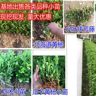 北海道黄杨卫矛小叶扶芳藤小叶瓜子大叶黄杨苗各种小苗四季常青