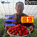 包邮 丹东草莓99新鲜东港红颜九九牛奶大草莓奶油草莓当季 水果顺丰