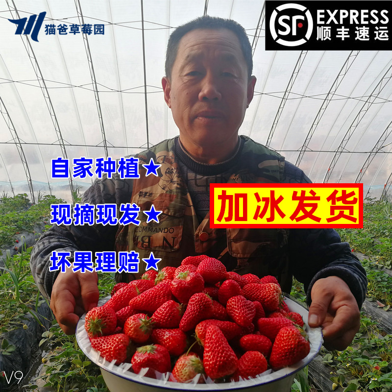 丹东草莓99新鲜东港红颜九九牛奶大草莓奶油草莓当季水果顺丰包邮