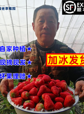 正宗丹东99草莓产地现摘现发顺丰