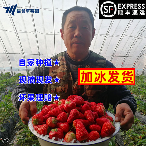 正宗丹东99草莓产地现摘现发顺丰