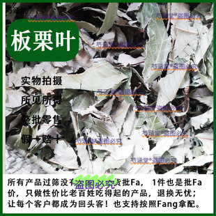 野生板栗叶栗树叶毛栗风栗栗子叶干品中药材草药100g中药