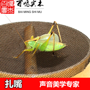 扎嘴 活体鼓翅鸣虫鸣螽砸嘴棒棒纺织娘姐儿爬虫吉尔姐翠绿扎嘴虫