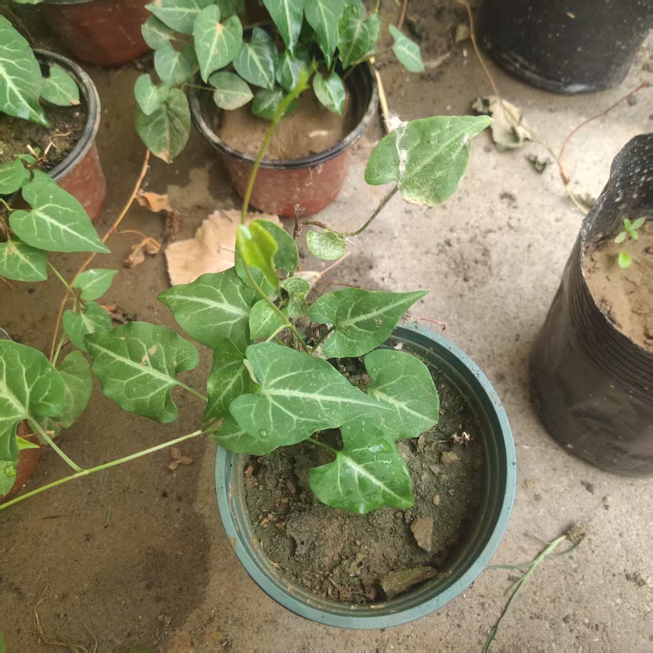 药材何首乌苗野生何首乌种苗易成活野生移栽苗观赏爬藤绿植盆栽