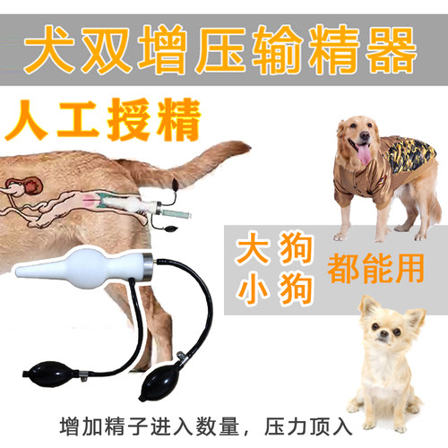 犬人工授精价格 犬人工授精图片 星期三