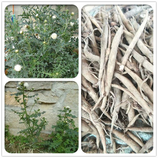 白花大蓟鲜根正宗大蓟草大蓟戳嘴鸡项草白花六月霜白花鸡母刺头草