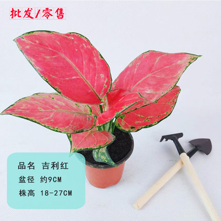吉利红彩皇后盆栽室内四季好养易货彩叶水培植物粗肋草花卉绿植