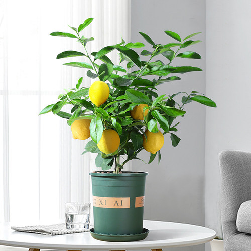 柠檬树花卉价格 柠檬树花卉图片 星期三