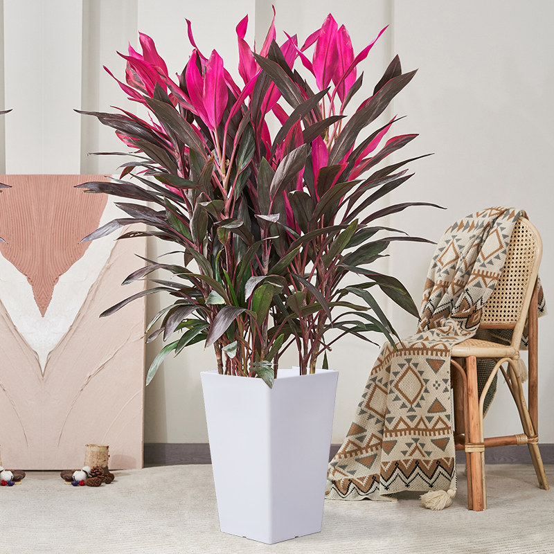 红叶朱蕉盆栽大型室内绿植物办公阳台盆景(基地直播 一物一拍)