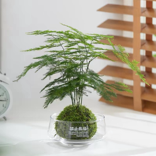 玻璃花盆禁止焦虑透明水养奇趣发财树苔藓球花器大号加厚桌面盆栽