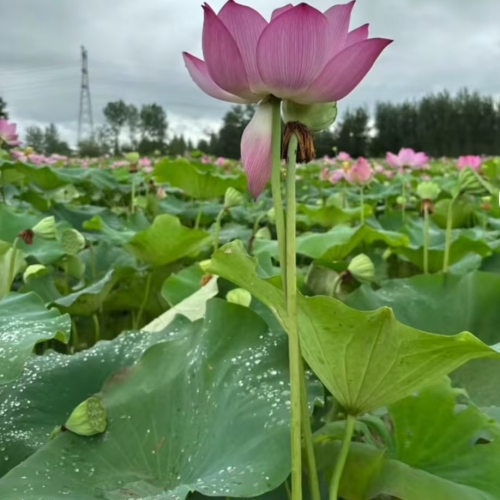 太空36号莲藕苗一代正宗纯红花莲
