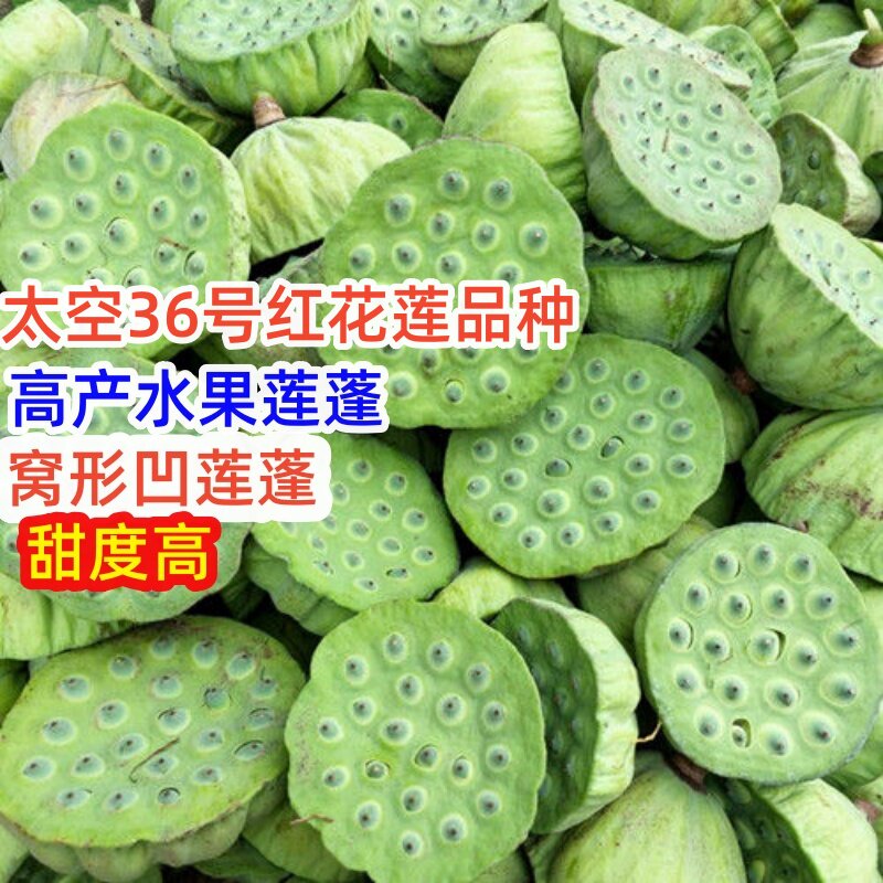 专长莲蓬的藕种苗 带芽发 新鲜现挖现发藕秧苗广昌太空36号红花莲