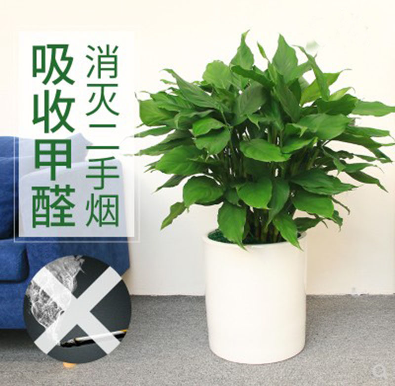 沈阳同城绿植万年青绿巨人盆栽室内客厅大型盆景植物绿植花卉吸甲