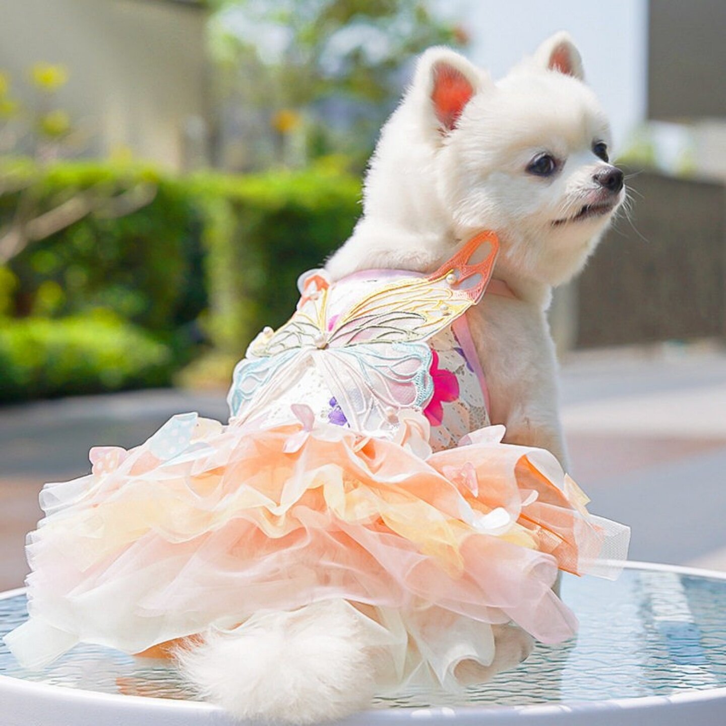 狗猫夏季彩虹蝴蝶蓬蓬公主裙