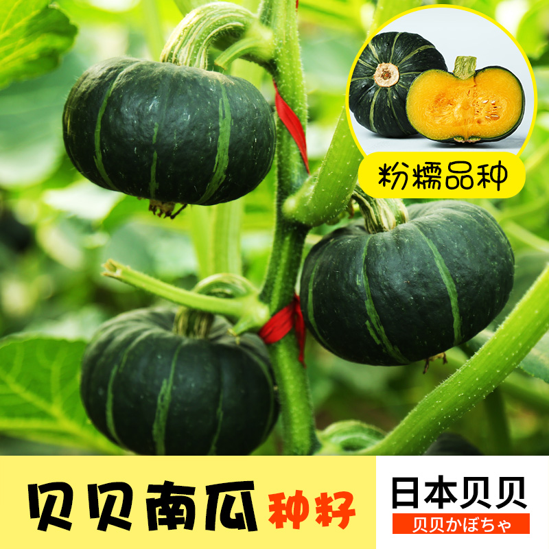 蔬菜小绿贝贝香甜套餐春季种孑