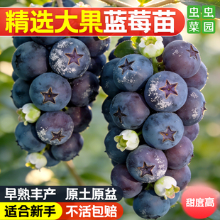 带大果老桩耐寒地栽果树 蓝莓树果苗盆栽特大号F6花香l25北方四季