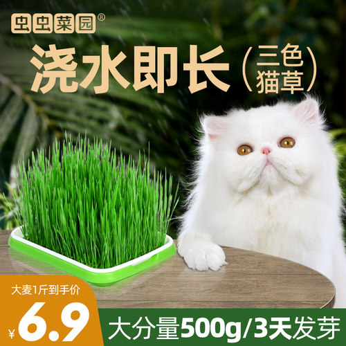 猫草种籽小麦种子虫虫菜园芽苗菜